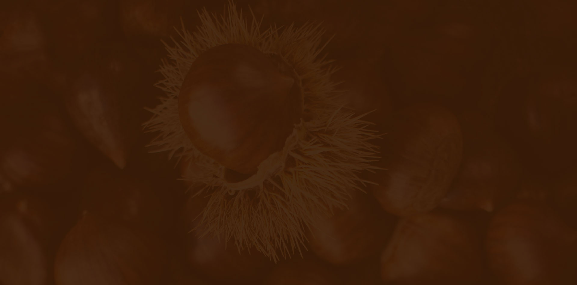 Raccolta castagne nel castagneto del Monte Pincio a Talamello