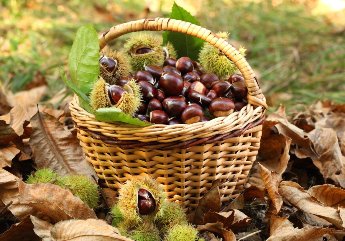 Castagne del Castagneto Monte Pincio