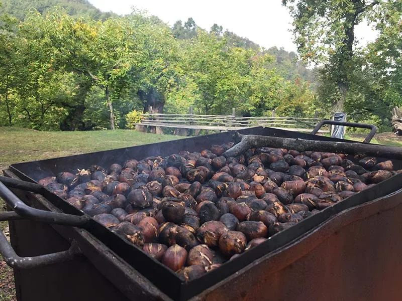 Marroni appena raccolti