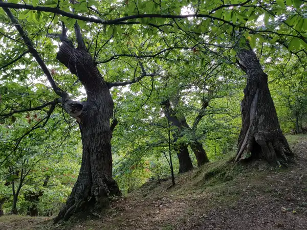 Piante secolari di castagno nel castagneto del Monte Pincio
