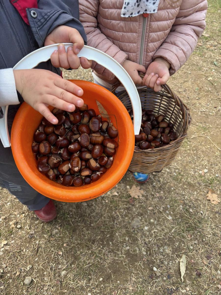 Bambini con il secchio pieno di castagne