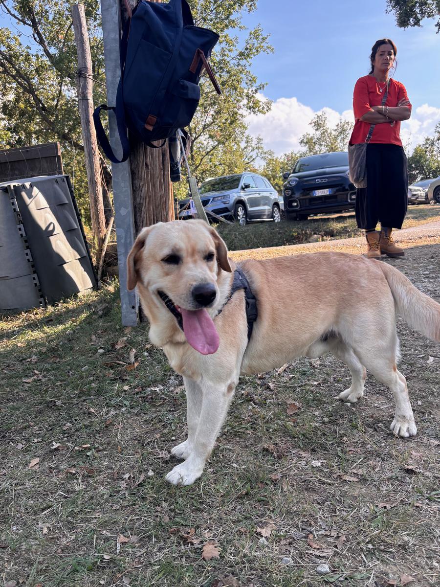 Un cane in visita al castagneto