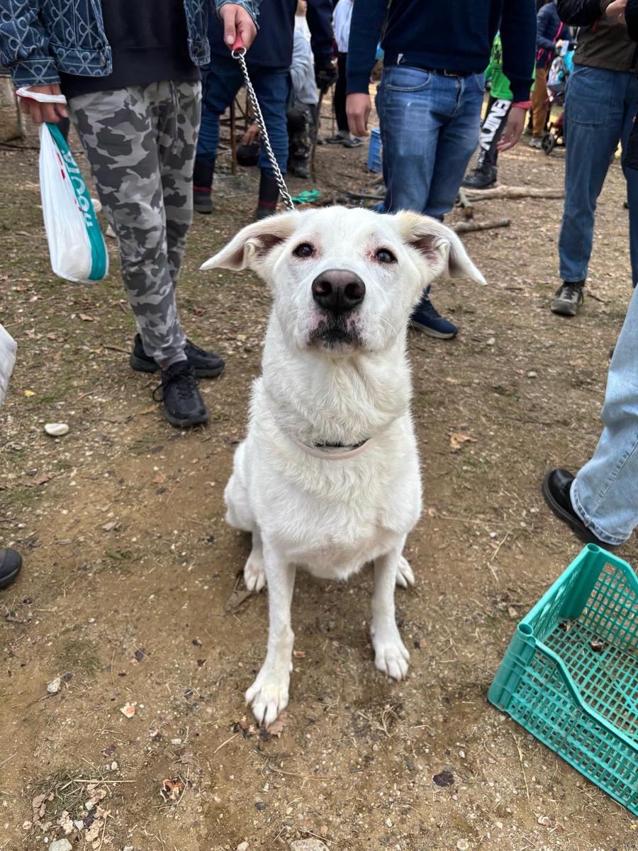Un cane bianco in visita alla raccolta
