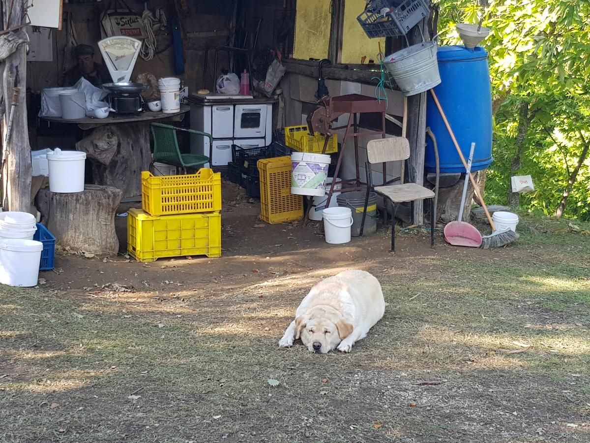 Il cane che riposa davanti alla casetta del castagneto