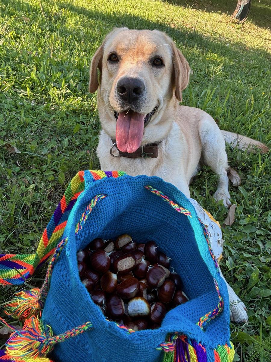 Un cane accanto alla borsa di castagne raccolte