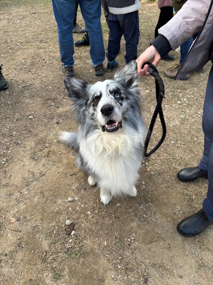 Un cane pastore al castagneto