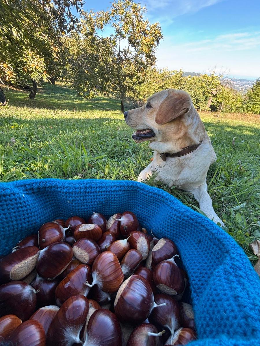 Cane sul prato con le castagne raccolte