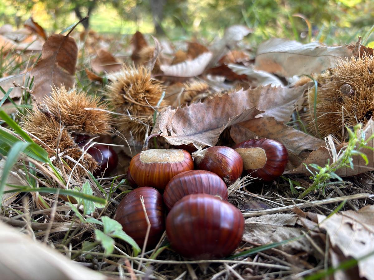 Marroni appena caduti tra i ricci