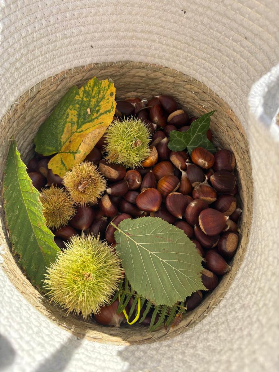 Castagne, ricci e foglie nel cesto