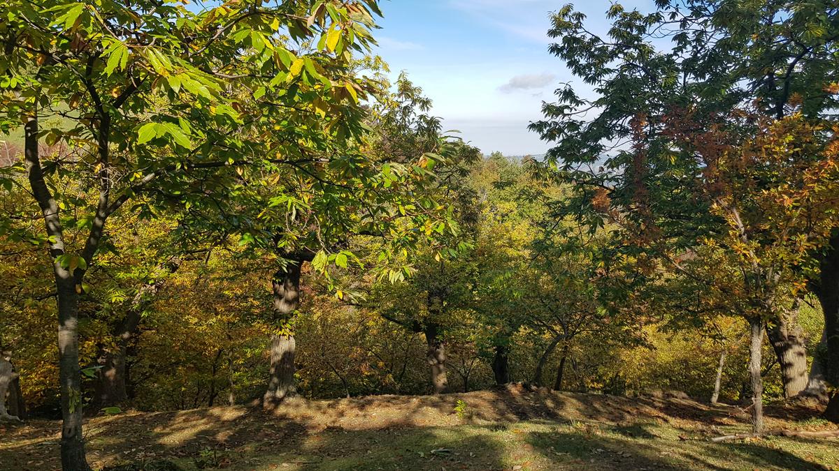 I colori dell'autunno nel castagneto