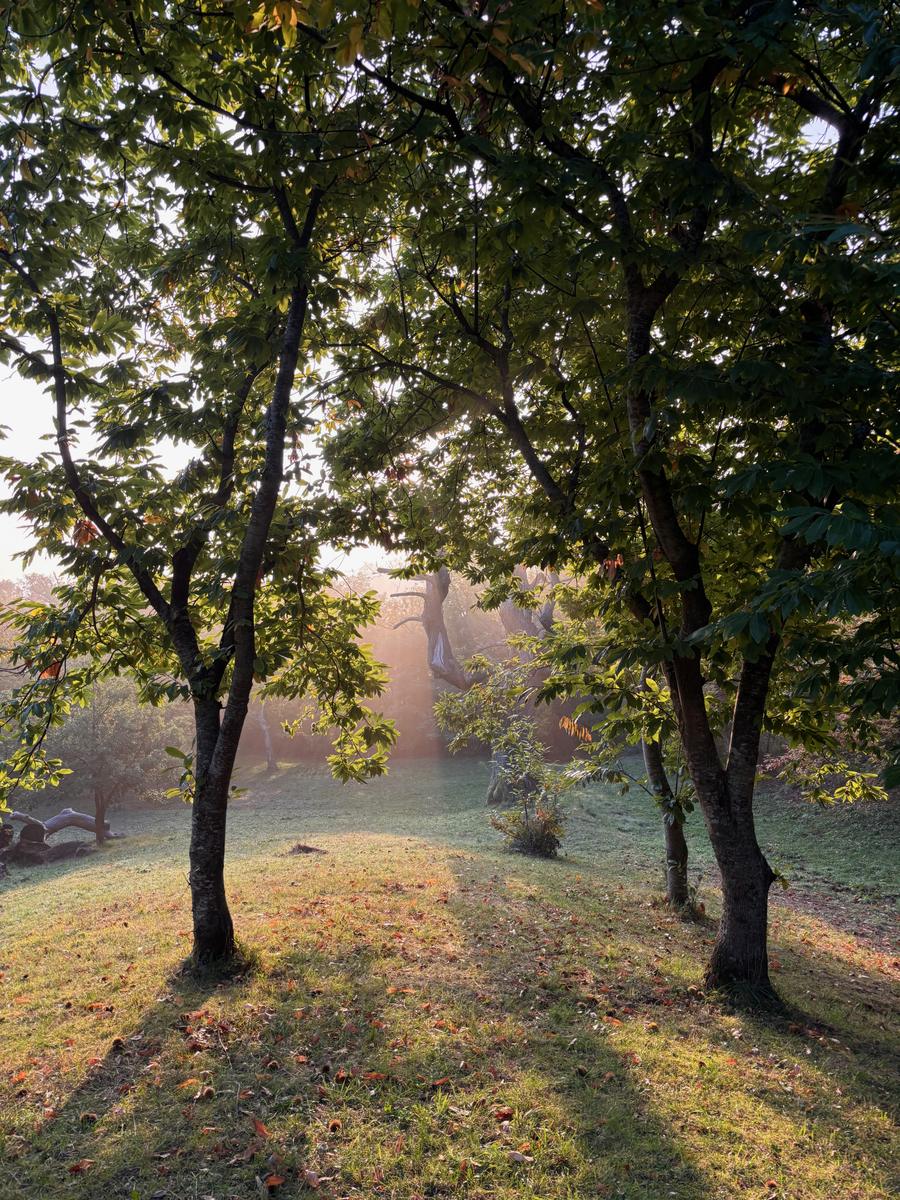 Castagni in controluce sul prato