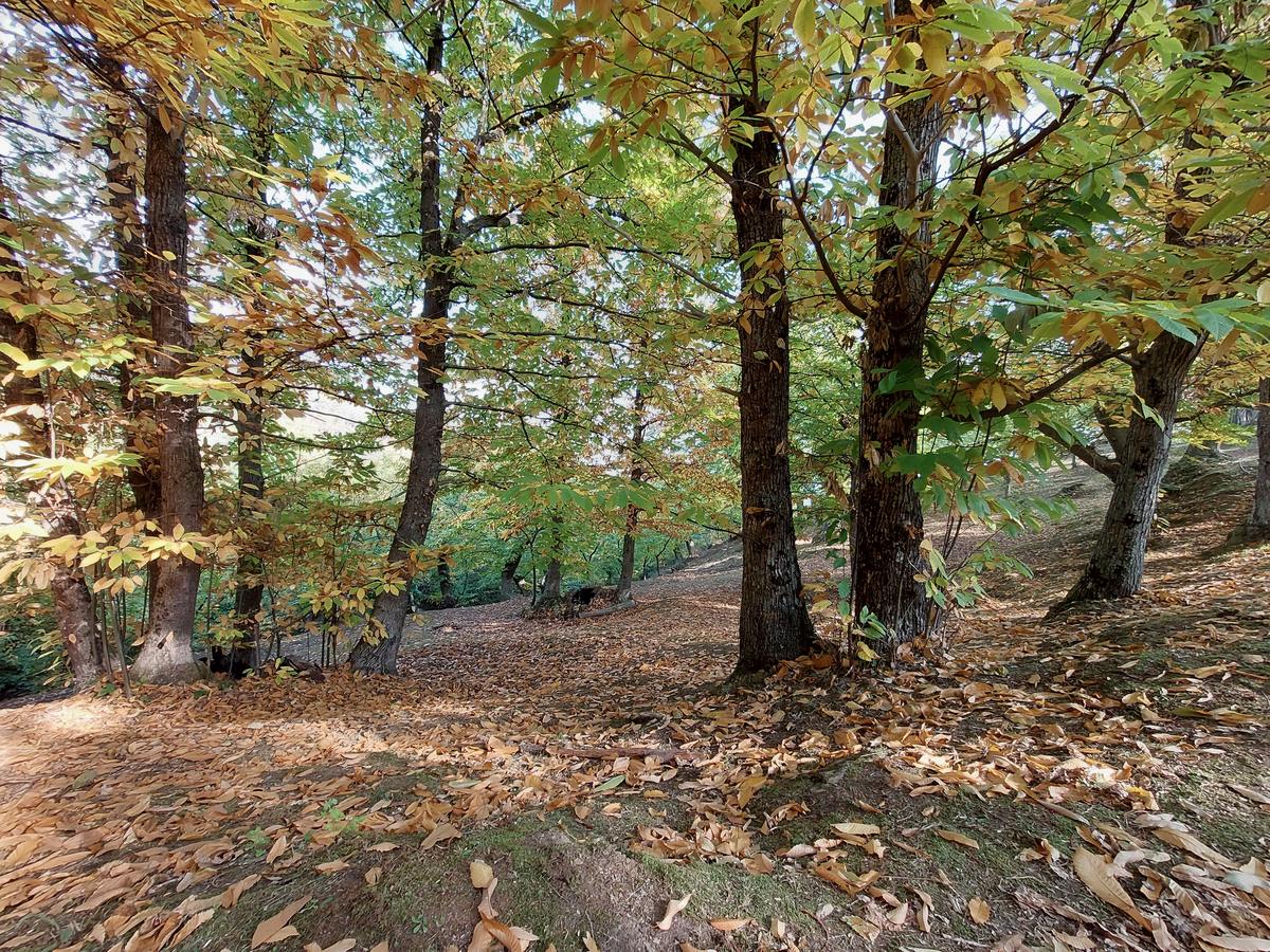 Castagni con le foglie gialle d'autunno