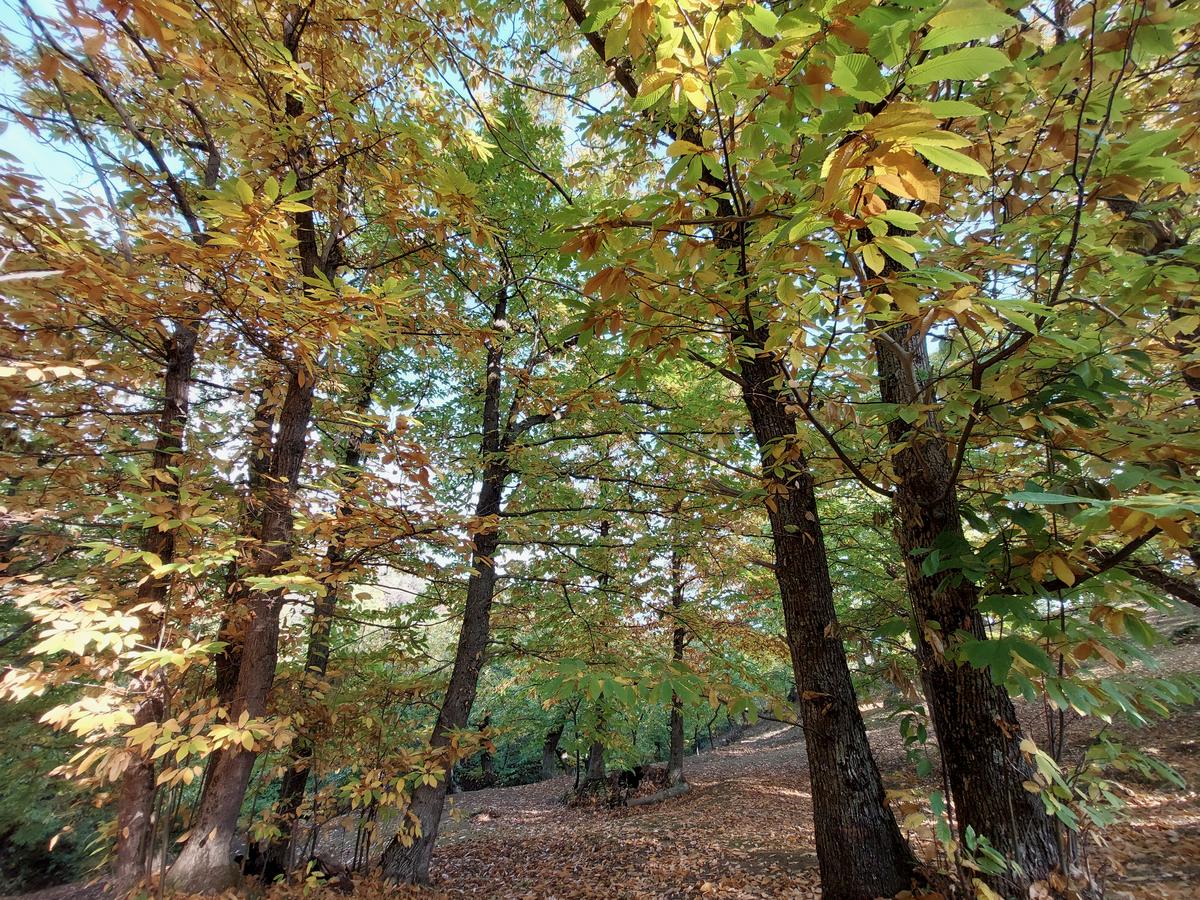 Il castagneto in pieno foliage autunnale