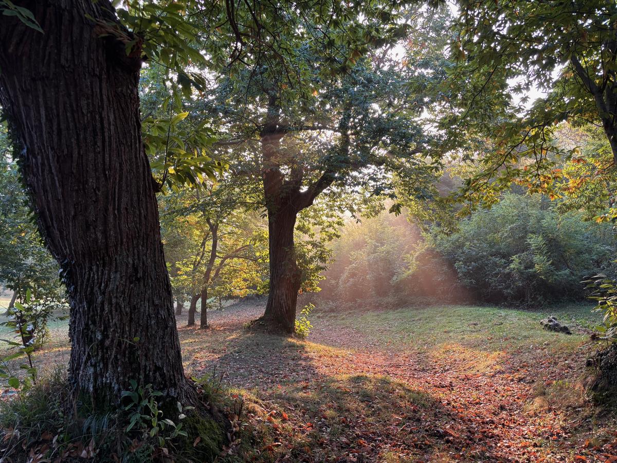 Luce del mattino tra i castagni del Monte Pincio