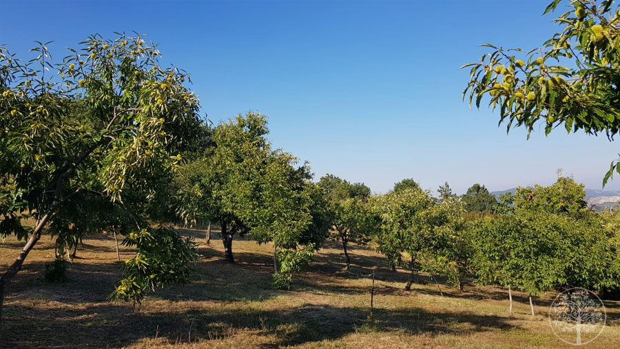 Il Castagneto Monte Pincio durante la stagione della raccolta