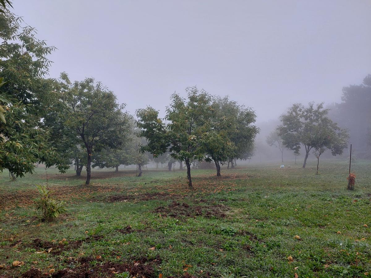 Il castagneto avvolto dalla nebbia d'autunno