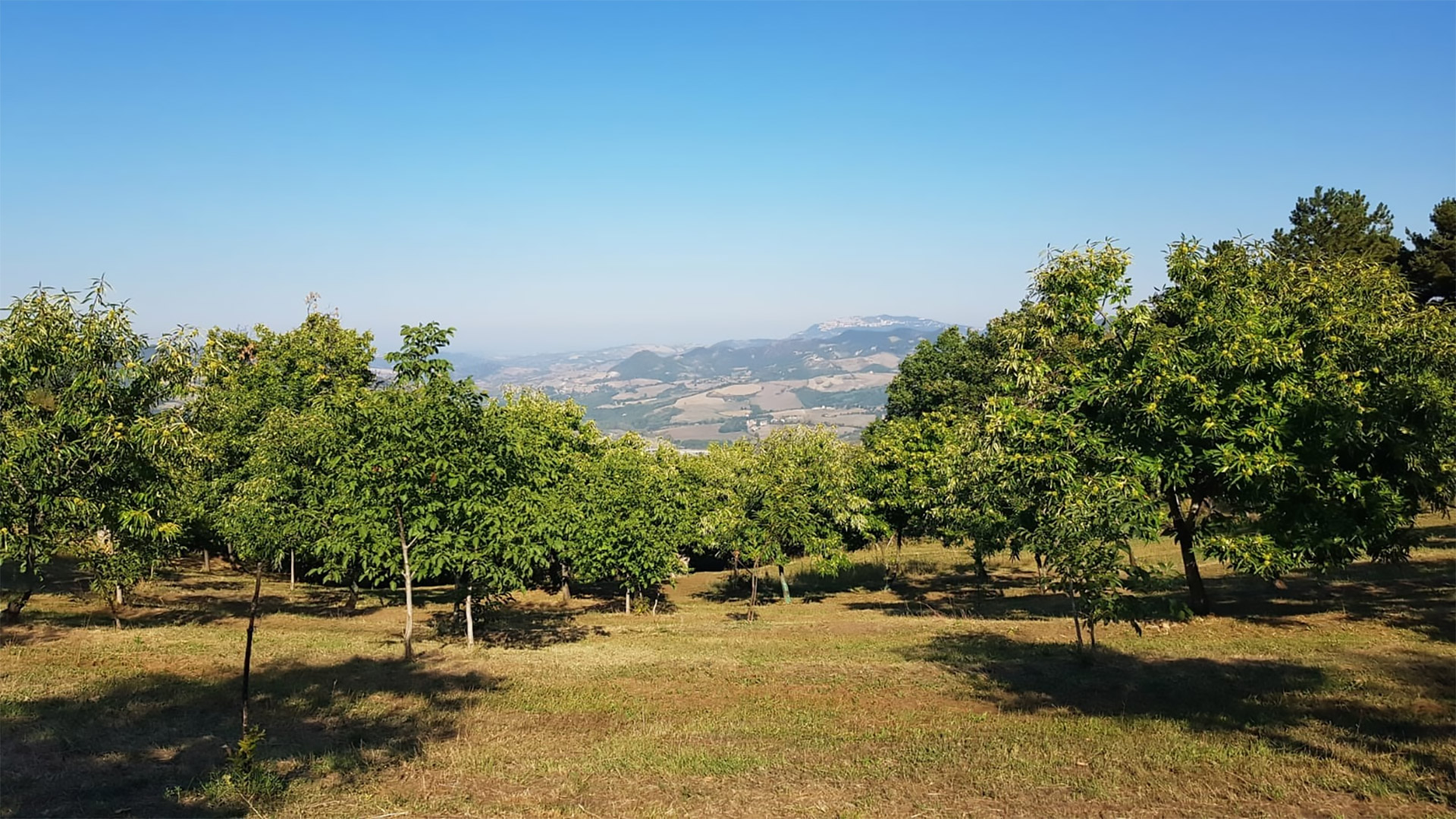 Il castagneto secolare del Monte Pincio a Talamello, in Valmarecchia