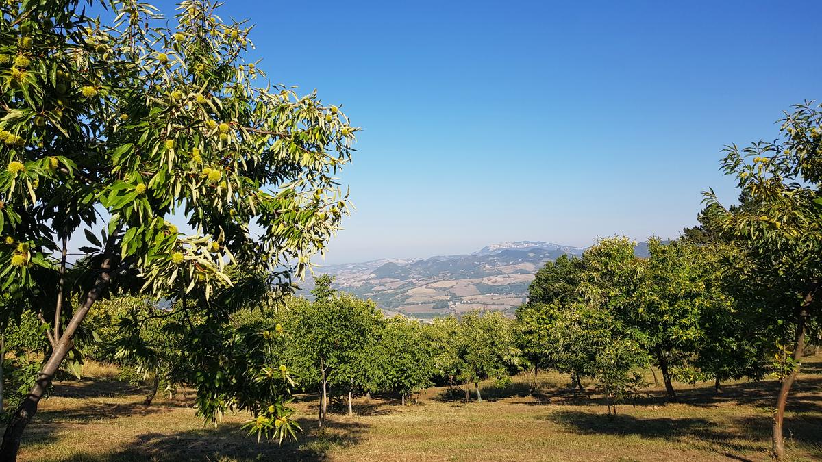 Castagni con vista sulla valle