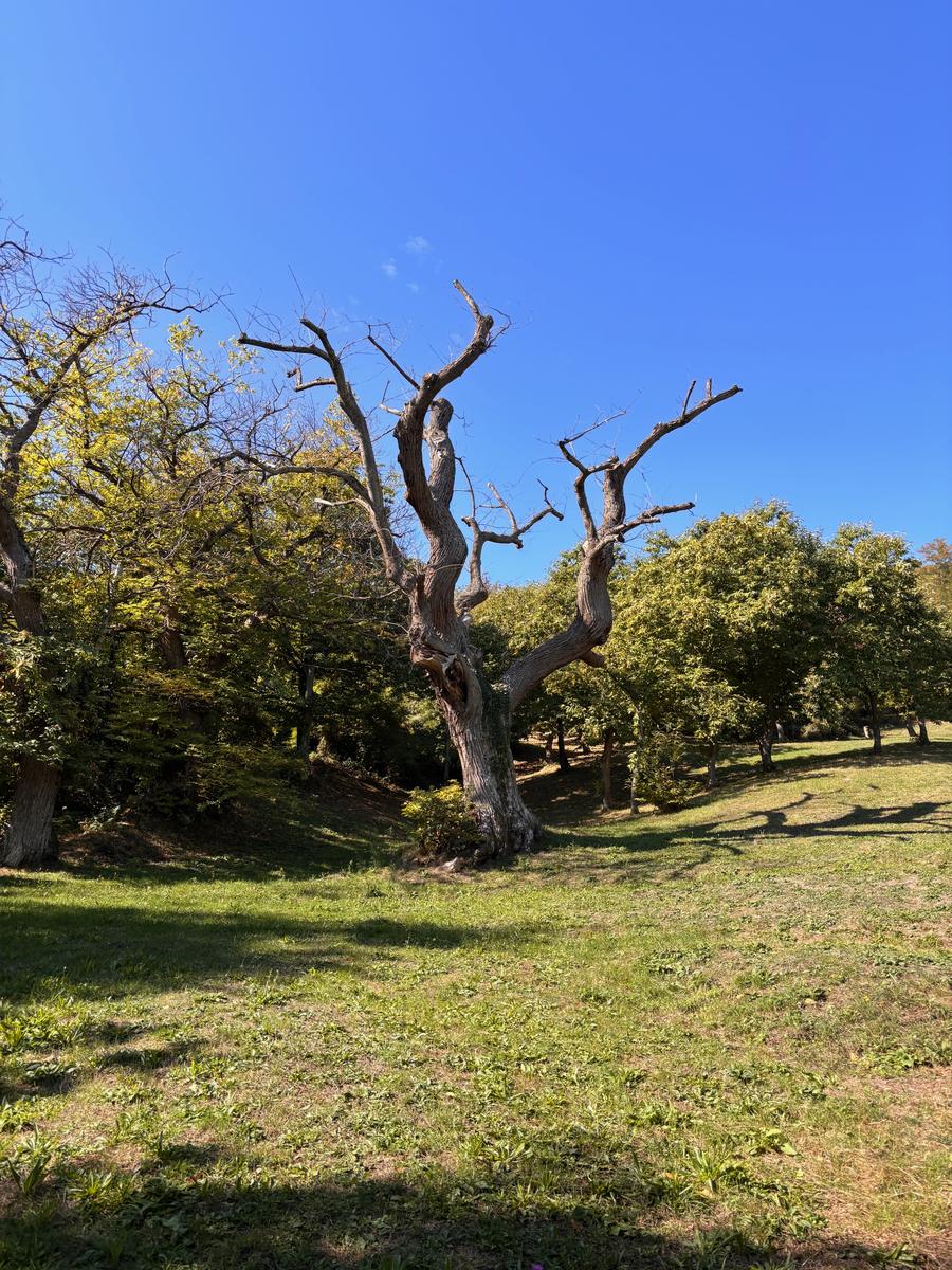Un vecchio castagno spoglio contro il cielo azzurro