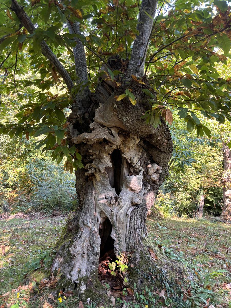 Castagno secolare dal tronco cavo nel castagneto del Monte Pincio