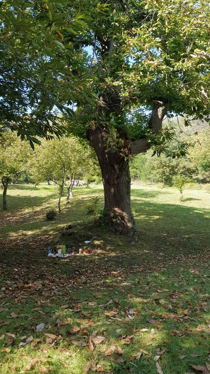 Un castagno solitario sul prato del Monte Pincio