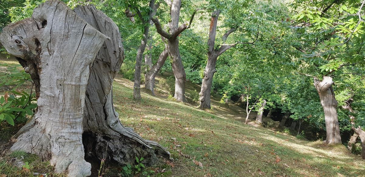 Il ceppo di un castagno antico tra i castagni giovani