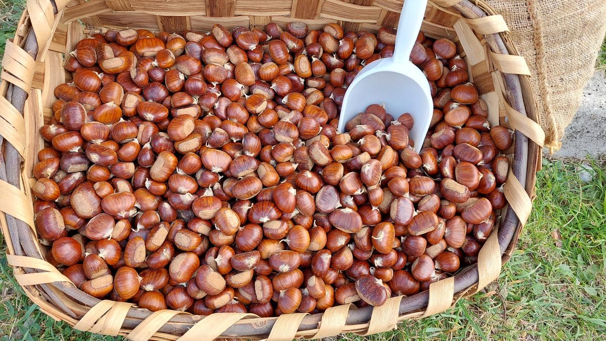 Cesta di marroni con la paletta