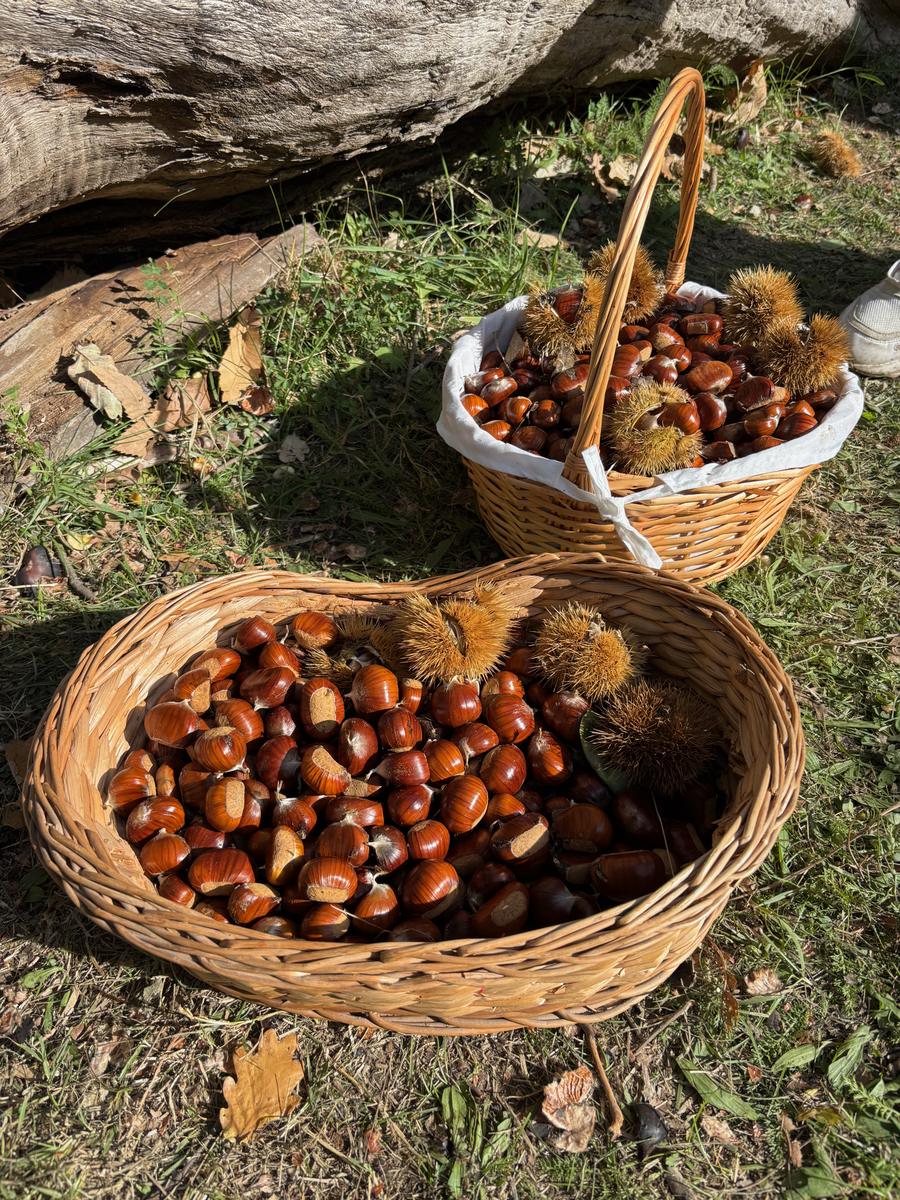 Cesti di castagne appena raccolte