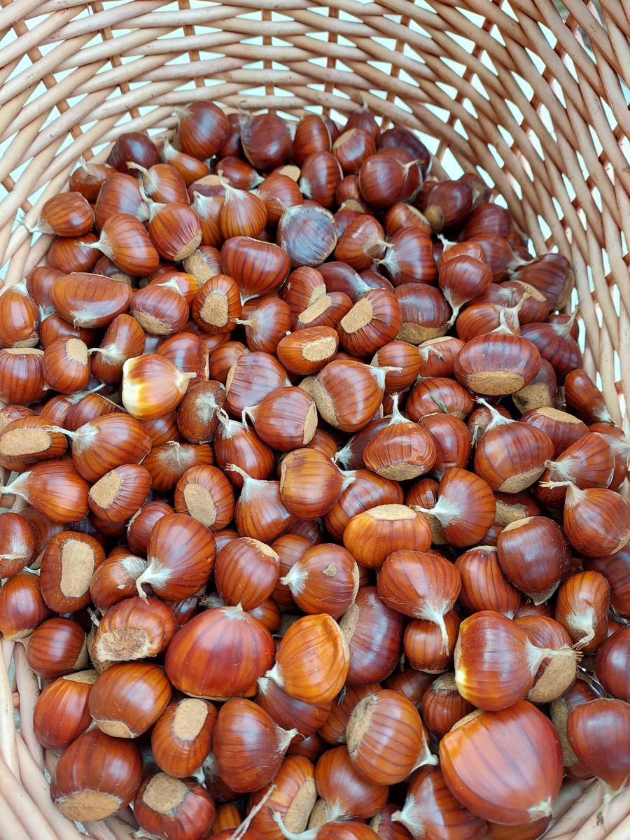 Cesto pieno di marroni appena raccolti