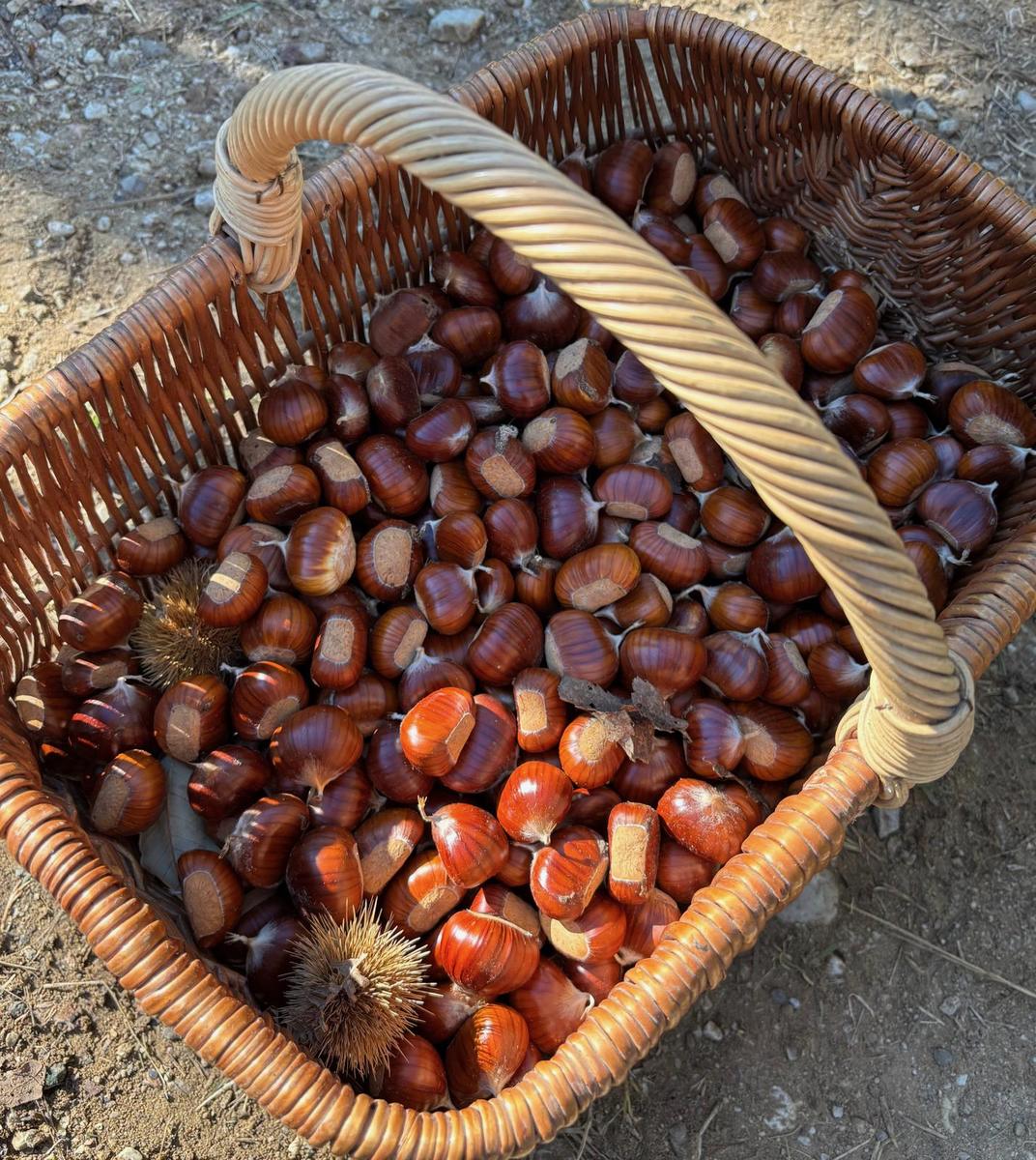 Cesto di vimini pieno di castagne