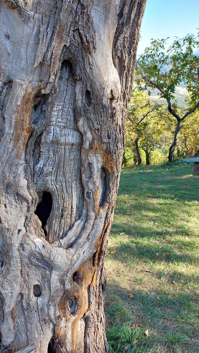 La corteccia scavata di un castagno centenario