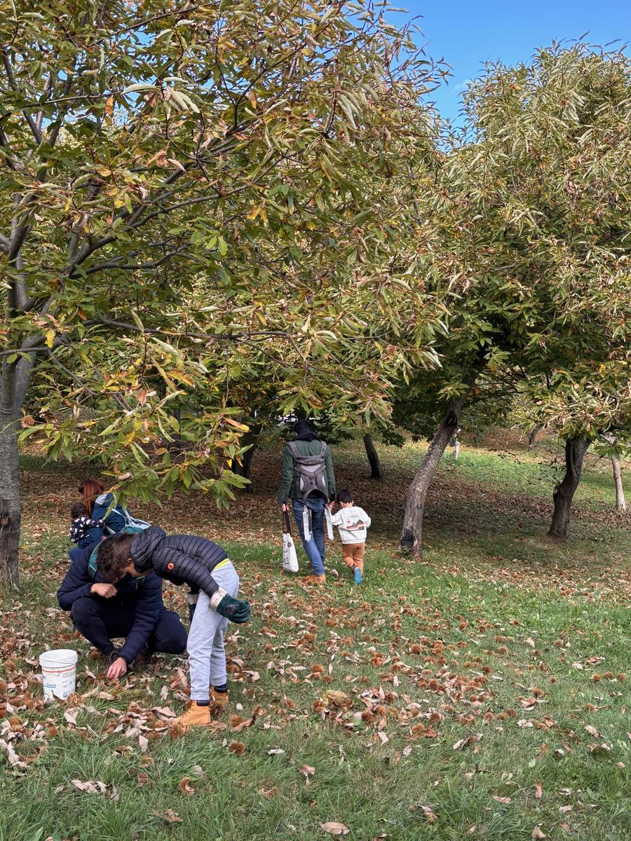 Una famiglia raccoglie le castagne