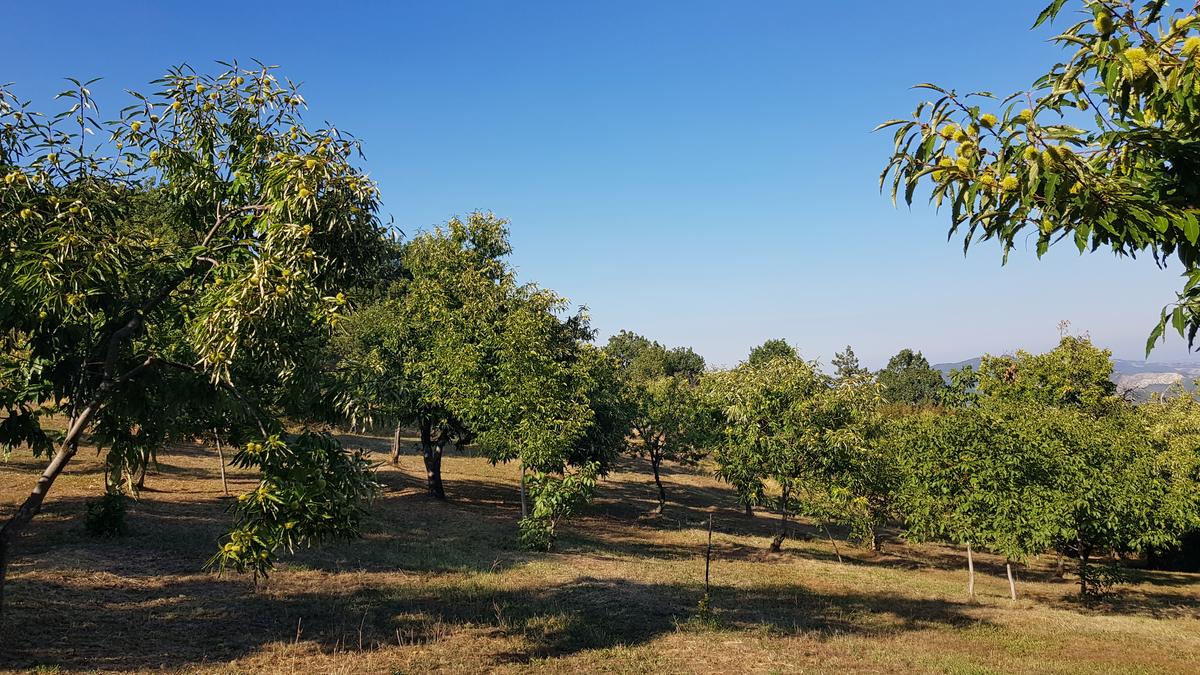 Castagni sotto il cielo azzurro d'ottobre