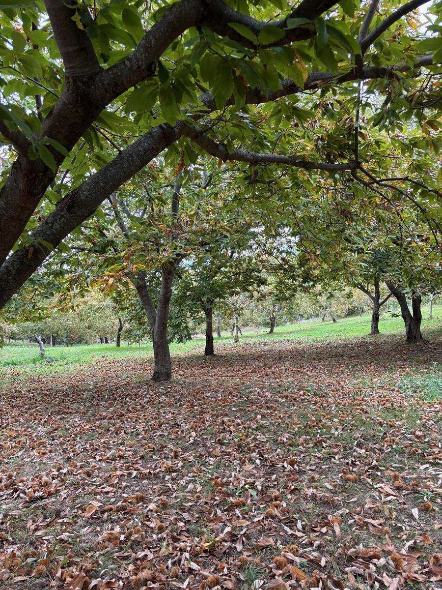 Foglie di castagno a terra sotto le piante