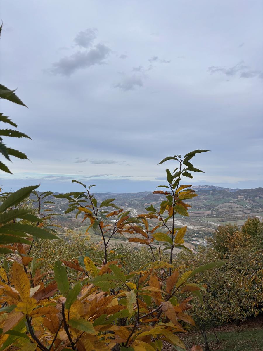 Foglie di castagno e panorama sul Montefeltro