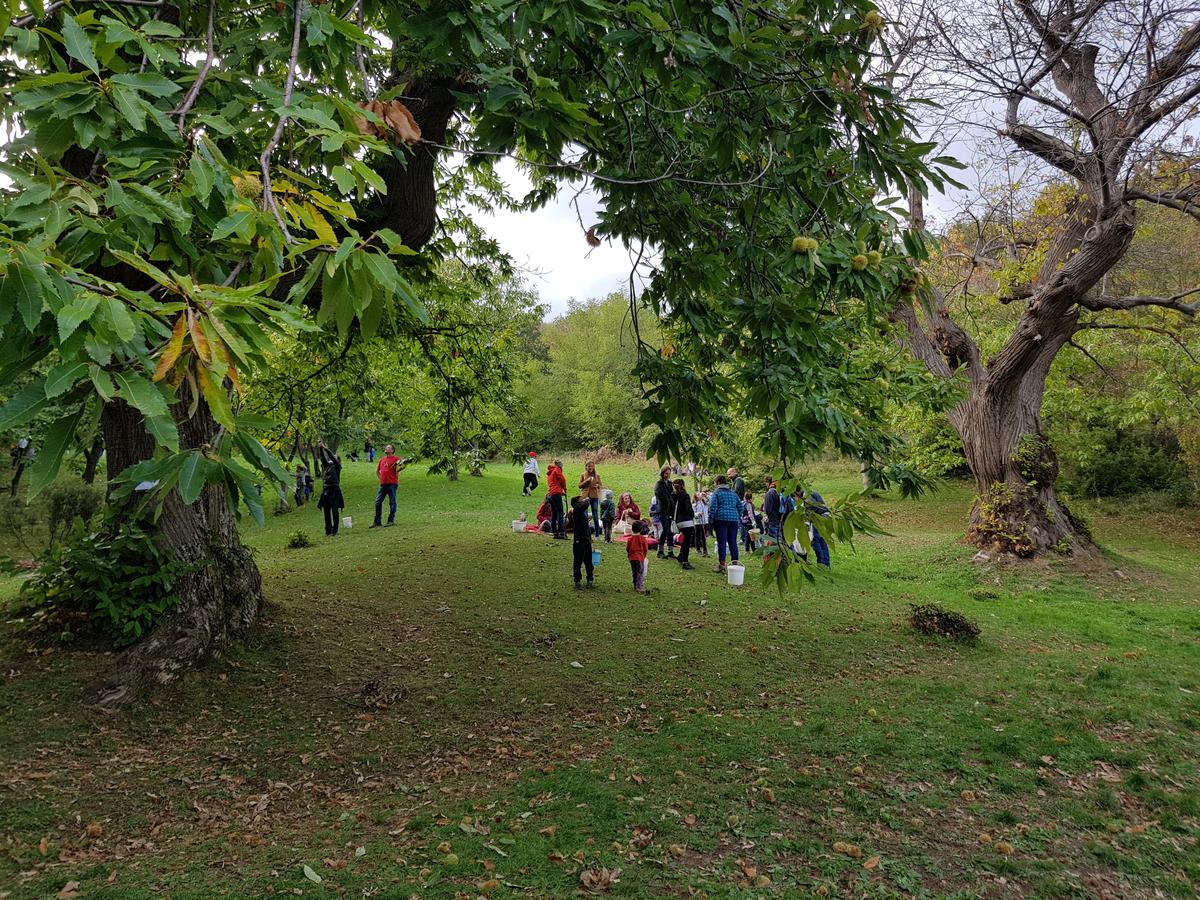 Gruppo in passeggiata nel castagneto