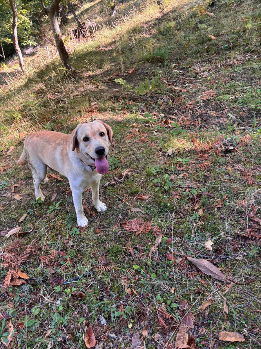Un labrador nel castagneto