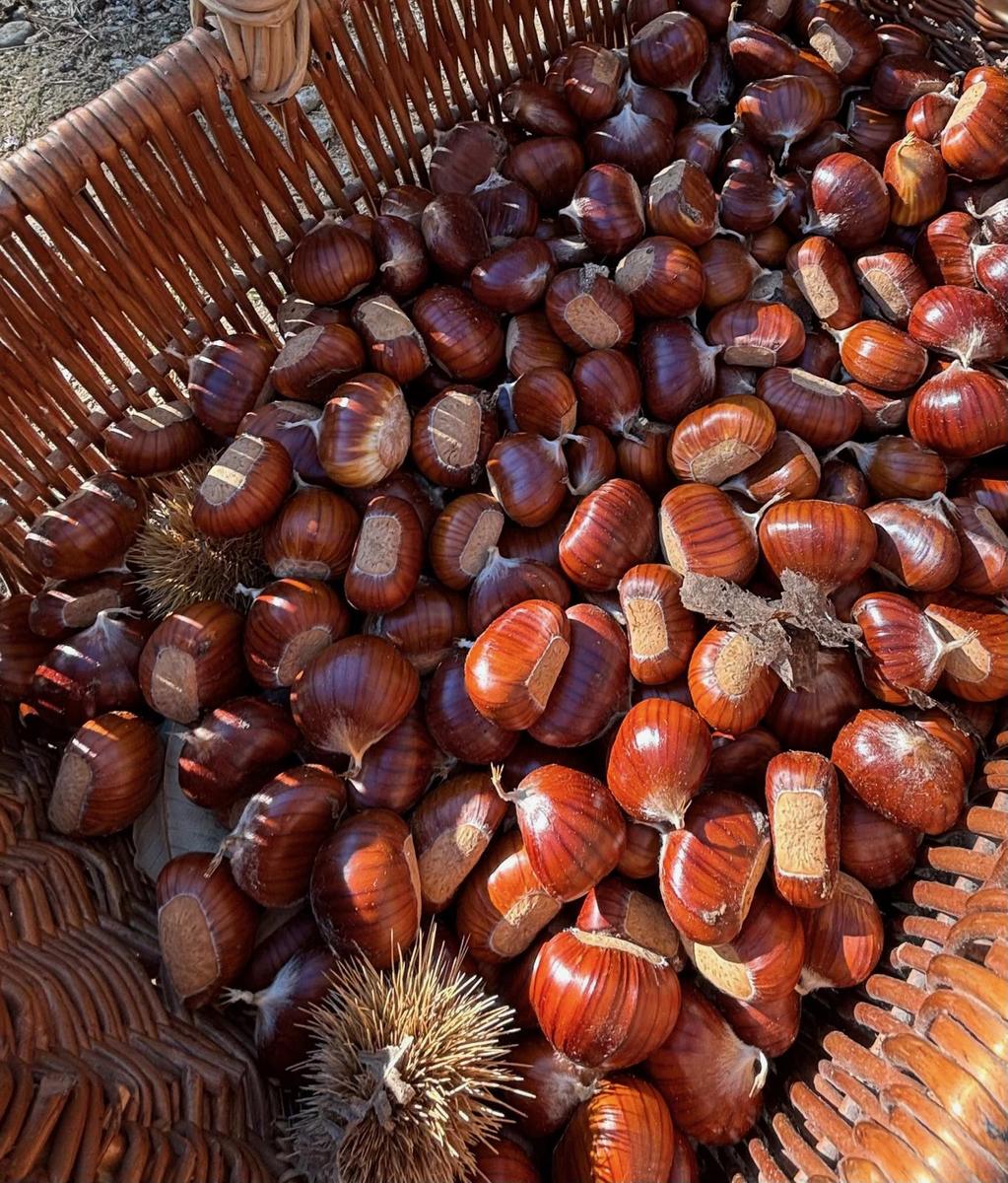 I marroni del Monte Pincio appena raccolti