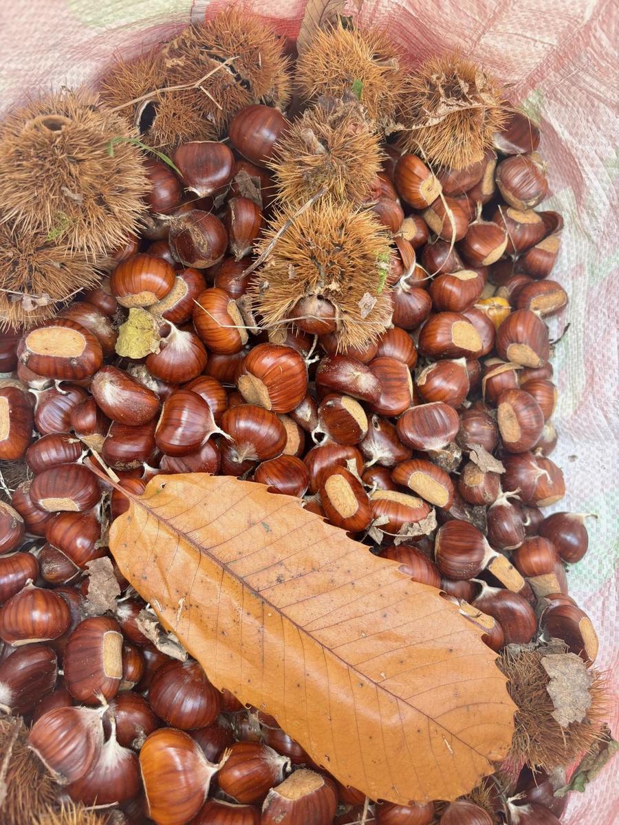 Marroni raccolti con una foglia di castagno