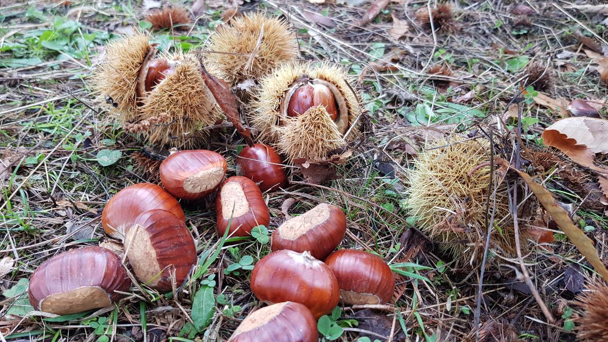 Marroni e ricci caduti a terra
