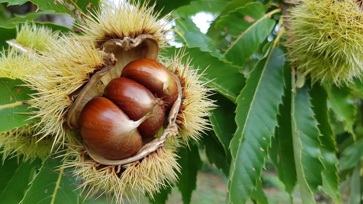 Tre marroni dentro il riccio