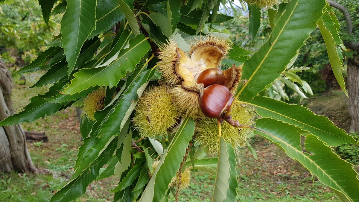 Marroni ancora sul ramo di castagno