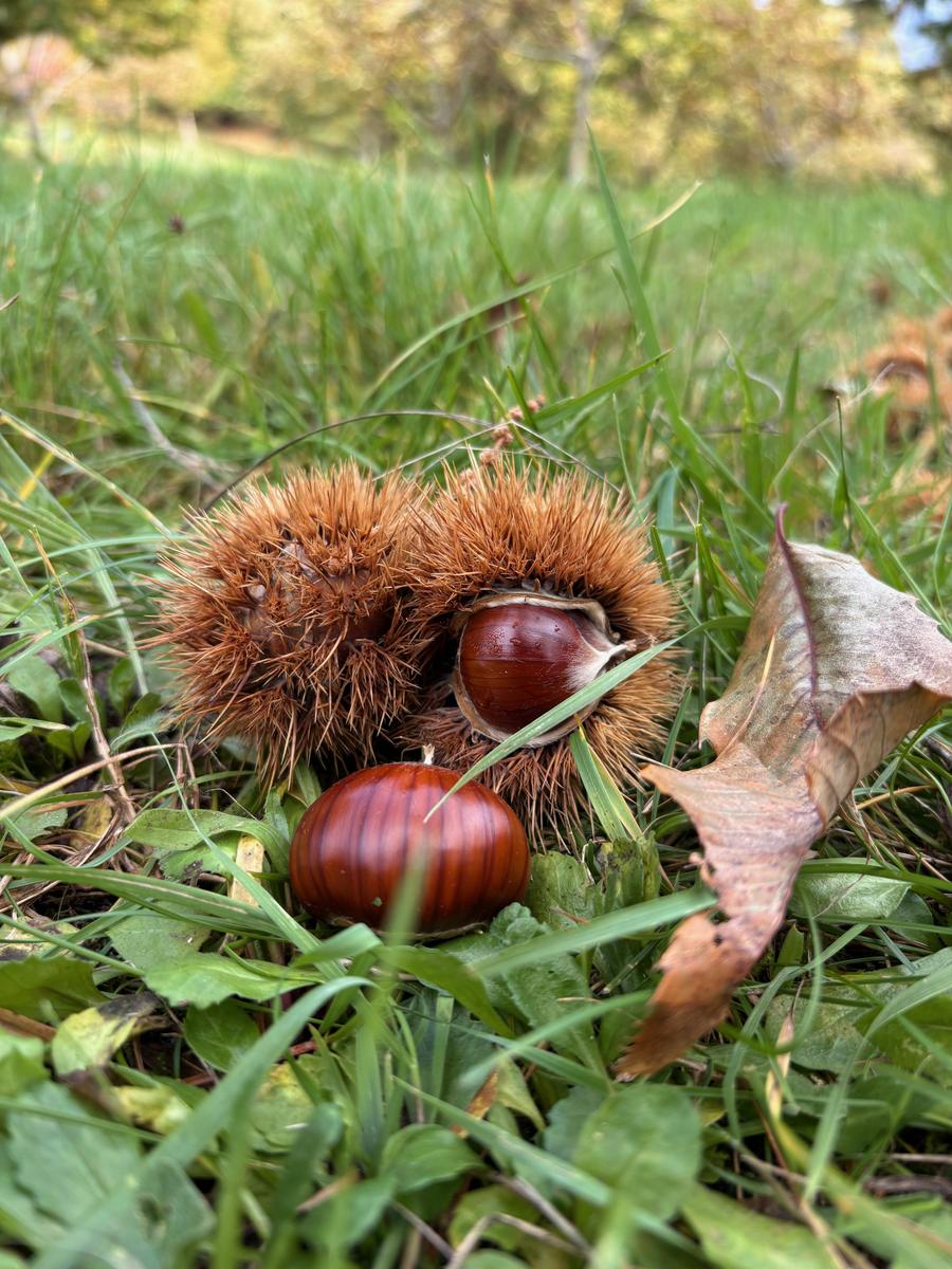 Marroni e ricci nell'erba