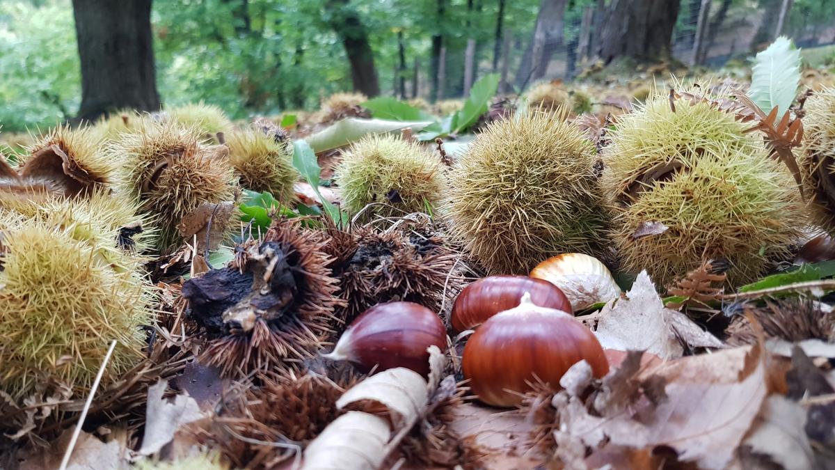 Marroni tra i ricci nel sottobosco