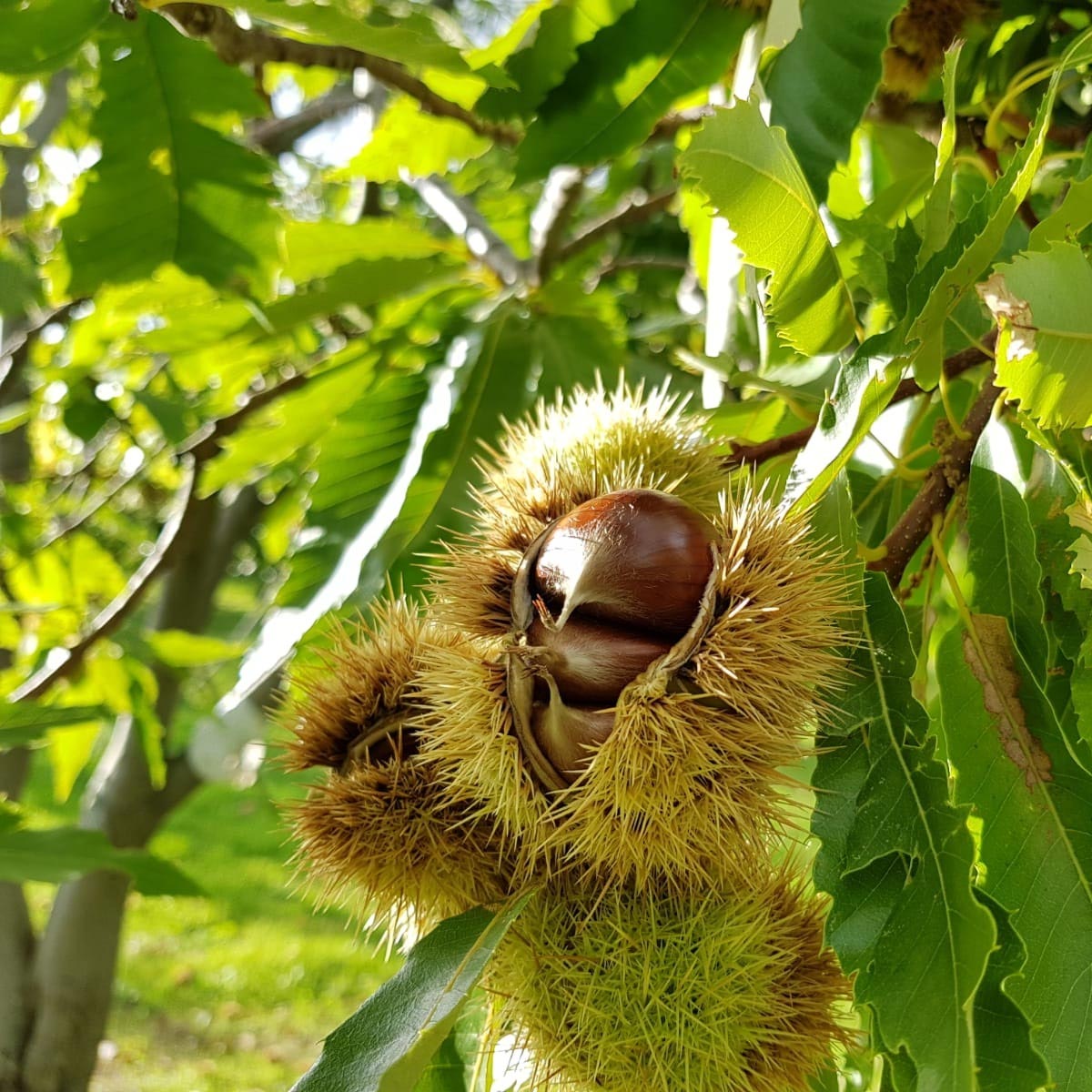 Marroni raccolti nel castagneto di Talamello in Valmarecchia