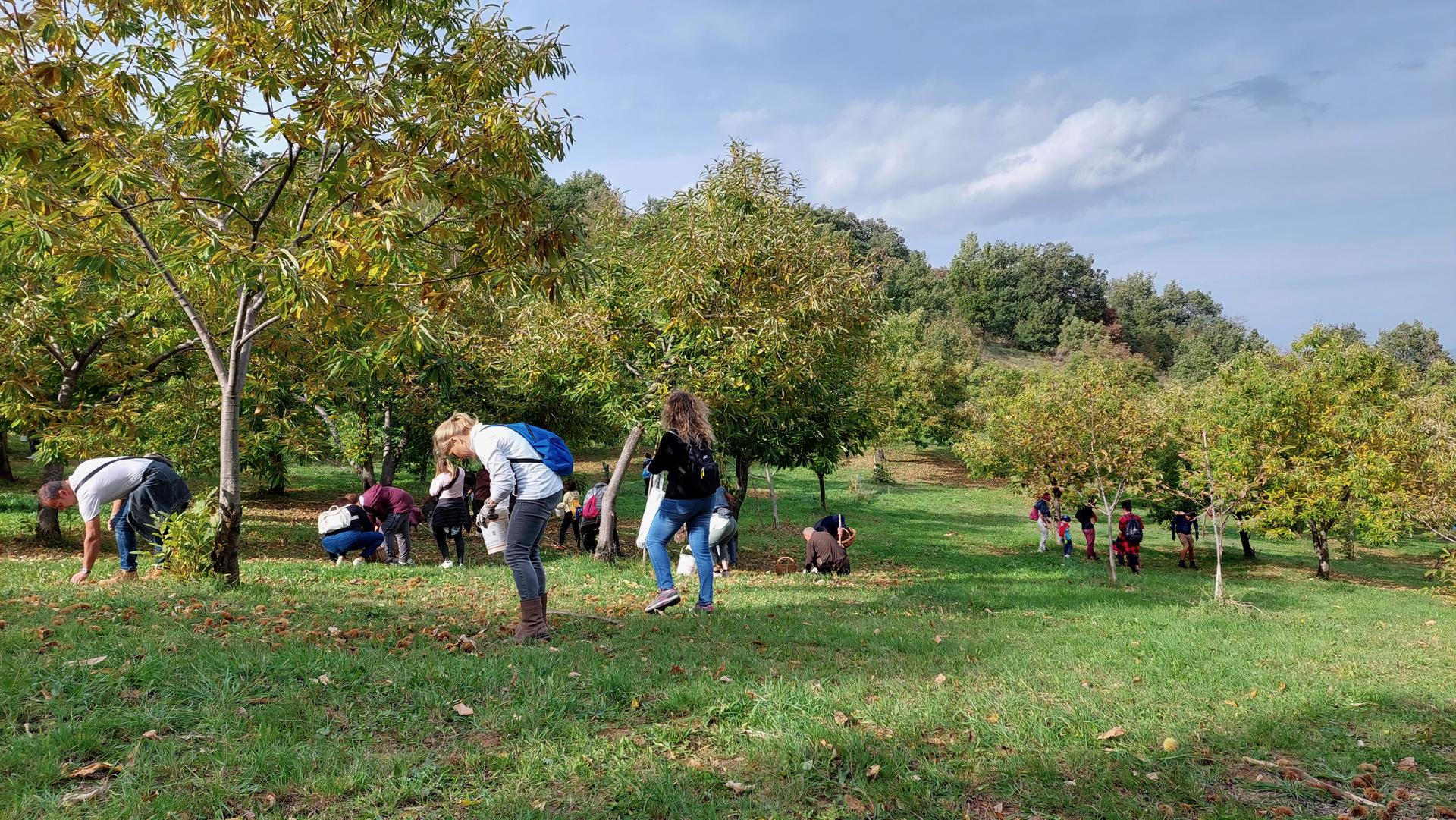 Visitatori che raccolgono le castagne tra i castagni