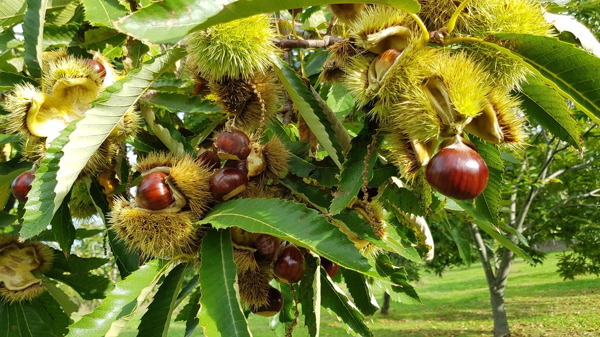 Ricci aperti carichi di marroni sulla pianta