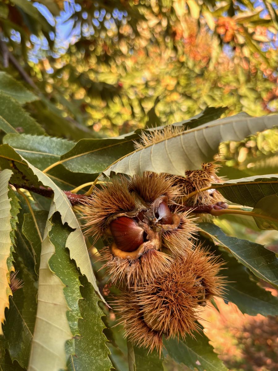 Ricci di castagno sul ramo in autunno