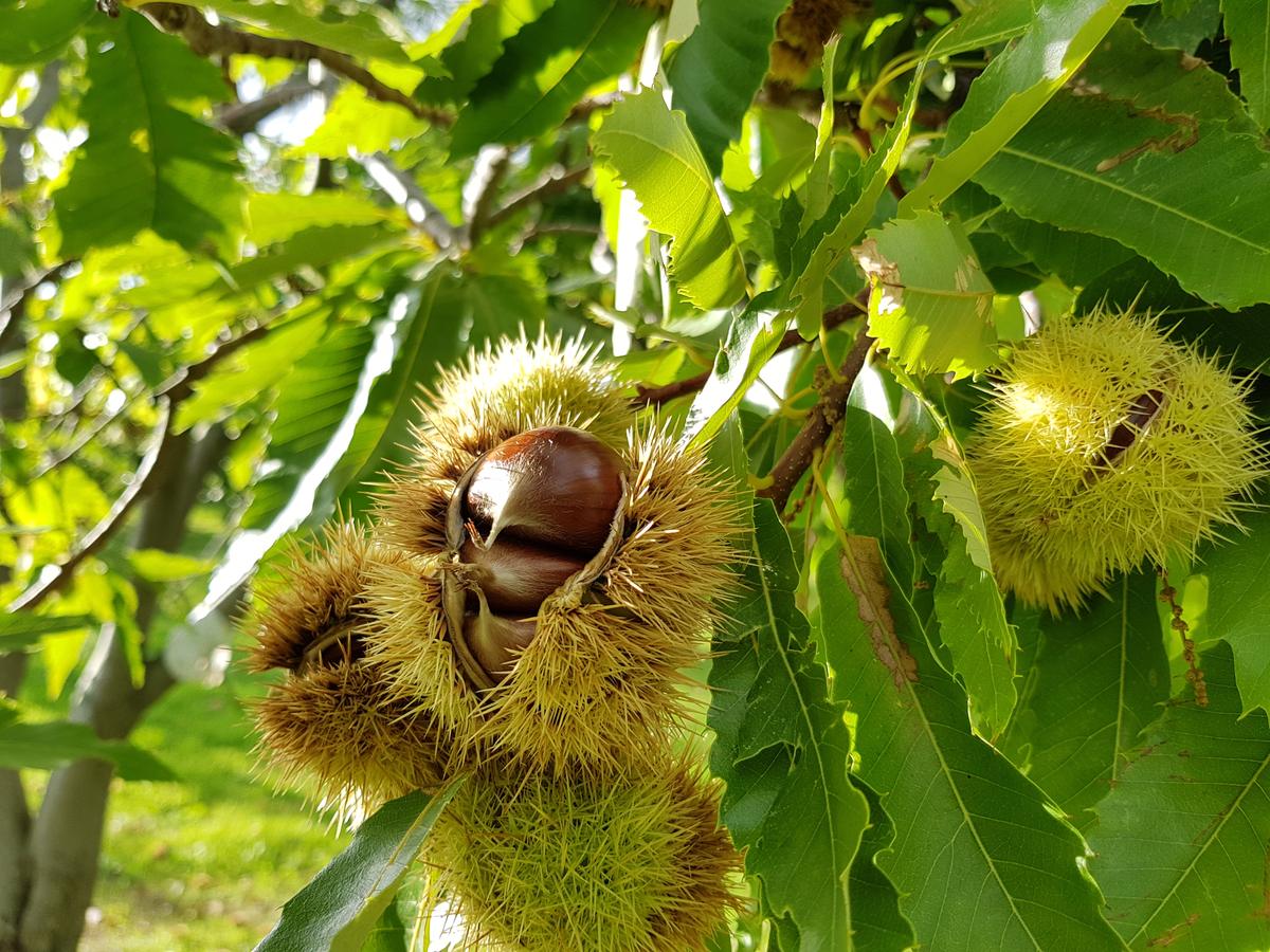Riccio aperto con la castagna