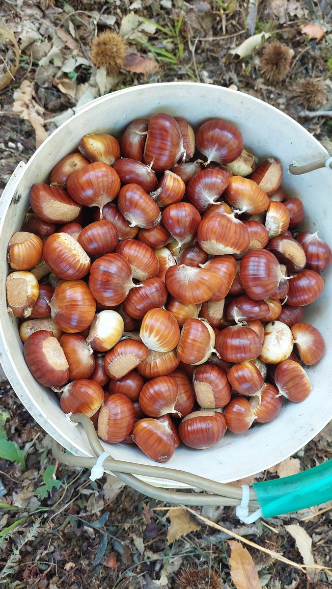 Secchio pieno di castagne raccolte